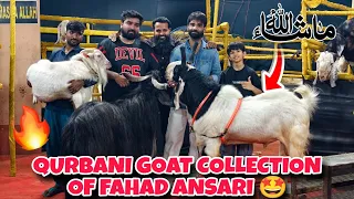 qurbani goat collection of fahad ansari