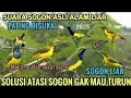 SUARA PIKAT SOGON AMPUH TERBARU 2025((DIJAMIN SOGON LIAR LANGSUNG TURUN ))