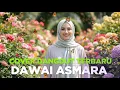 Cover Dawai Asmara – Rhoma Irama | Versi [Safira Dangdut Official]