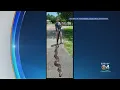 Giant Burmese Python Captured in Big Cypress National Preserve