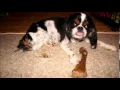 Memorial Tribute to Reese of Panda Paws Rescue