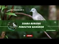 Download Lagu MANGGUNG PERDANA 💔PERKUTUK BANGKOK IRAMA