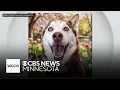 Several dogs up for adoption at Adopt A Husky Minnesota