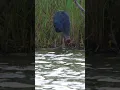 Download Lagu Grey-headed swamphen