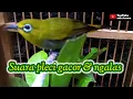 Download Lagu Pleci ngalas manggil pleci lain