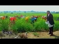 Download Lagu Ghar aaja pardesi tera desh bulaaye re ((sad song)) Manpreet Kaur, Pamela Chopra. Shahrukh, Kajol