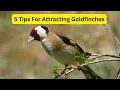 5 Tips For Attracting Charming Goldfinches To Your Garden