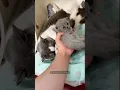 Download Lagu Mother Cat’s love #cats #funncats #catfunny #funny