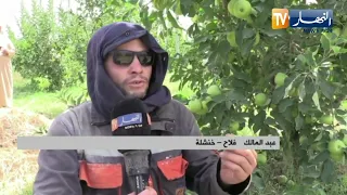 خنشلة إنعدام الكهرباء بمستثمرات التفاح بطامزة والفلاحون يستغيثون 