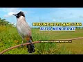Download Lagu Suara Burung KUTILANG GACOR Paling Ampuh Untuk Suara Panggilan Kutilang Liar Auto Mendekat