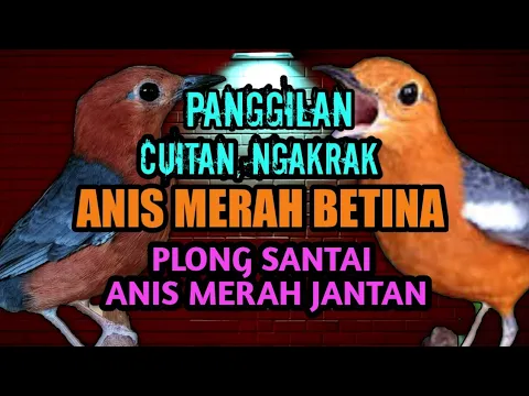 Download MP3 SUARA ANIS MERAH BETINA MEMANGGIL JANTAN, PLONG SANTAI BURUNG ANIS MERAH