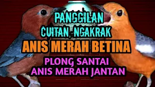 suara anis merah betina memanggil jantan plong santai burung anis merah