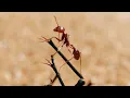 Download Lagu The Tiny World Of Insects | BBC Earth