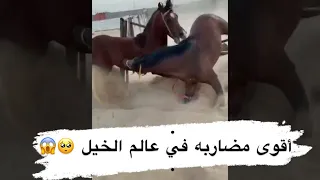 الحصان أصيل هرب وتضارب مع نبراس دندنها