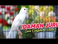 Download Lagu MASTERAN KENARI CENGKOK MEWAH IDAMAN JURI - SUARA KENARI ISIAN PRENJAK CIBLEK GACOR