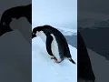 Download Lagu penguin climbing up in the iceberg ⚡#ai #animals