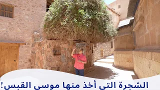 سانت كاترين ٤  شجرة العليقة المدهشة في سانت كاترين التي أخذ موسى منها القبس   هنا ناداه الله  دندنها