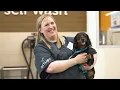 Petco Dog Trainer Job