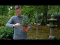 Making an Olive bonsai