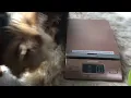 Yorkies weight