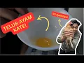 Download Lagu RASANYA ANEH! MAKAN TELUR LANGSUNG DARI AYAMNYA! (PENASARAN RASA TELUR AYAM KATE)