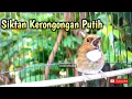 Download Lagu Suara SIKATAN KERONGKONGAN PUTIH (SKP) GACOR