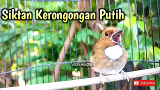 suara sikatan kerongkongan putih skp gacor