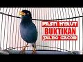 Download Lagu buktikan jalak kebo mana yg tidak nyaut dengar pancingan jalak kebo ini variasi suaranya bikin emosi