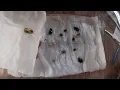 How To Germinate Cannabis Seeds Northern Atlantic Seed Company Seed Review