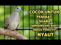 Lagu Perkutut Lokal Gacor Suara Super Kristal - Pancingan Malas Bunyi  (99%AMPUH BANGET)