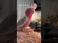 Download Lagu Mickey the talking galah says “wanna scritch” #talkingparrot #parrots #galah #cutebird