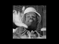 (FREE) Nasty C x Blxckie Type Beat 2025 "FREEDOM"