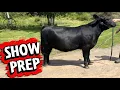 Will Both Of My Heifers Make The Show Ranching Solo in Nova Scotia Canada