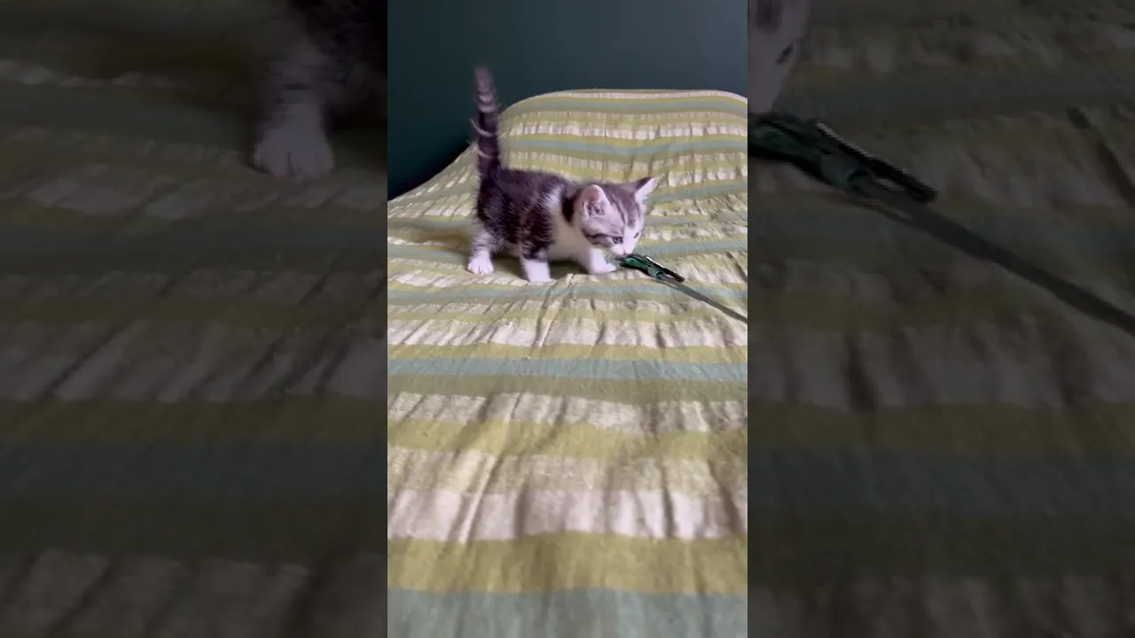 動画