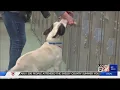 Summer of Love 10 adoptions at Memphis Animal Services