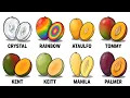 Every Mango Explained in 20 Minutes