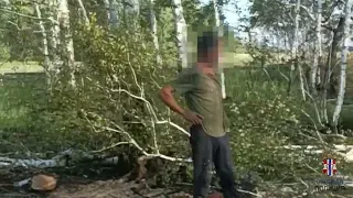 В Омской области на мужчину завели целых три уголовных дела за вырубку берёз
