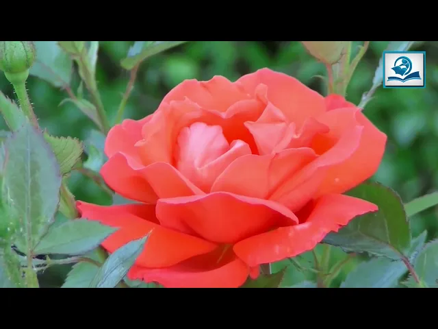 ⁣سور مباركة من القرآن الكريم بصوت القارئ (علي الكعبي)