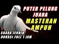 Download Lagu Suara PUTER PELUNG untuk Masteran dan Pancingan agar Cepat Gacor