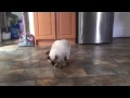 Butter on cats paws