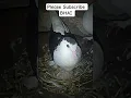 Download Lagu Aaa kosha nasal ka kabootar ha🕊🕊🕊☠ #pigeon #viral #shorts #youtubeshorts