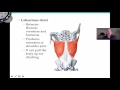 Appendicular Muscles