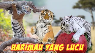 Download Menggemaskan!! Tingkah Lucu Harimau dan Singa Saat Bermain - Sekilas Mirip Kucing Oren MP3