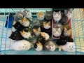 Top Quality Persian kittens For Sale Pure Breed Only Cat s Persian cats for sale