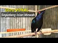 Download Lagu Tembakan Terbaik Cucak Keling Juara I Guru vokal cucak keling gacor bersuara kristal