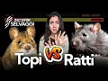 Download Lagu Che differenza c’è tra ratti e topi: dove si nascondono e come evitare che entrino in casa