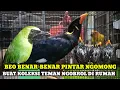 Download Lagu BURUNG BEO PINTAR NGOMONG!!UPDATE HARGA BURUNG HARGA BURUNG DIPASAR BURUNG PRAMUKA KIOS YANTO