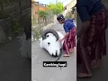 Download Lagu itu kambing / sapi ?#shortvideo