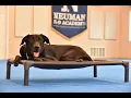 Fletcher Great Retriever Mix Boot Camp Dog Training Demonstration