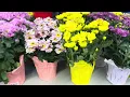 Download Lagu Beautiful Flowers at The Supermarket/-Amazing Colors 💐 🌺🌻#summer #flowers 